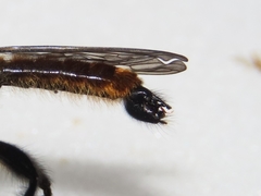 Laphria sericea
