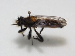 Laphria sericea