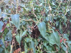 Fallopia baldschuanica
