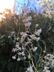 Fallopia baldschuanica