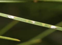 Chionaspis pinifoliae