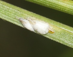 Chionaspis pinifoliae