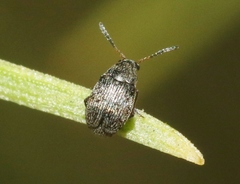 Acanthoscelides