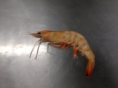 Penaeus aztecus