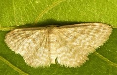Idaea fucosa