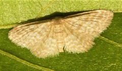 Idaea fucosa