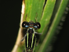 Argentagrion ambiguum