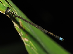 Argentagrion ambiguum