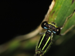 Argentagrion ambiguum