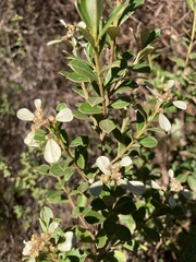 Spyridium spathulatum