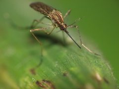 Aedes albifasciatus