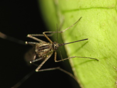 Aedes albifasciatus