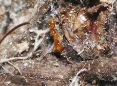 Solenopsis molesta