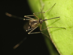 Aedes albifasciatus