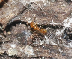 Solenopsis molesta