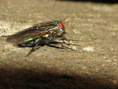 Sarconesia chlorogaster