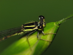 Argentagrion ambiguum