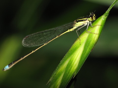 Argentagrion ambiguum