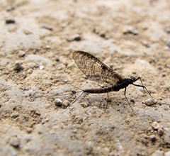 Ecuaphlebia