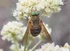 Stonemyia californica