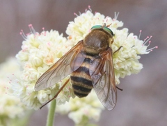 Stonemyia californica