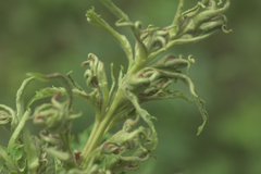 Eriophyes rhoinus