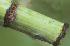 Eriophyes rhoinus