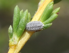 Heliococcus stachyos