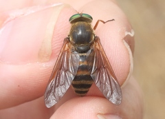 Stonemyia californica