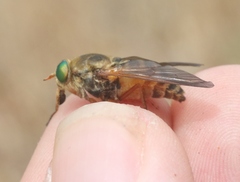Stonemyia californica