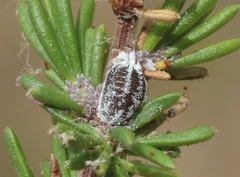 Anisococcus adenostomae