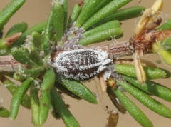 Anisococcus adenostomae