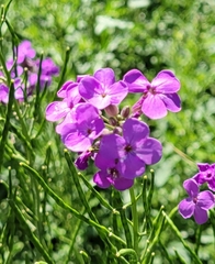 Hesperis matronalis