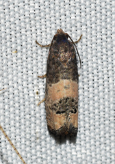 Epiblema desertana