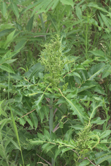 Eriophyes rhoinus