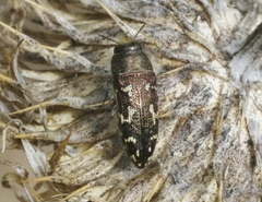 Acmaeodera retifera