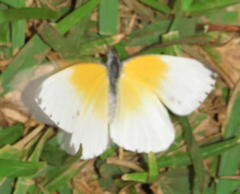 Mylothris rueppellii