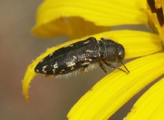 Acmaeodera retifera
