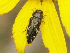Acmaeodera retifera