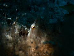 Chaenopsis limbaughi