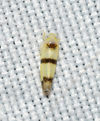 Empoa gillettei