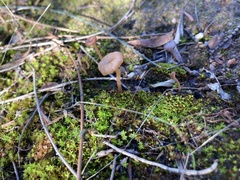 Fungi