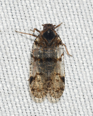 Cixius nervosus