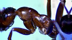 Formica pallidefulva