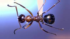 Formica pallidefulva