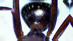 Formica pallidefulva