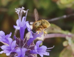 Eulonchus smaragdinus