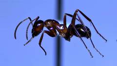 Formica pallidefulva