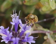 Eulonchus smaragdinus