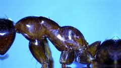 Formica pallidefulva